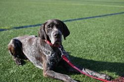 Reunited Male Dog last seen USA Lacrosse Headquarters, Sparks Glencoe, MD 21152