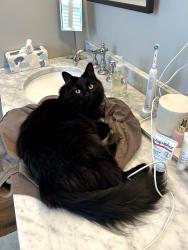 Reunited Female Cat last seen Stearns/Palo Verde, Long Beach, CA 90815