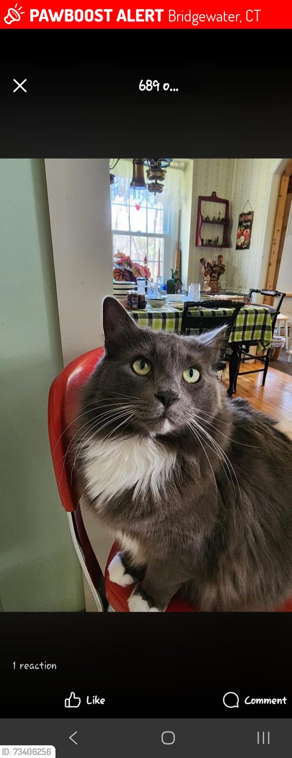 Lost Female Cat last seen Keeler road, Bridgewater, CT 06752