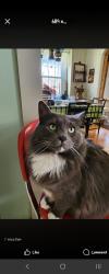 Lost Female Cat last seen Keeler road, Bridgewater, CT 06752