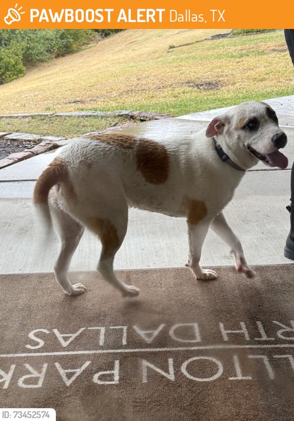 Found/Stray Unknown Dog last seen Carrollton Park apmts of North Dallas, Dallas, TX 75287