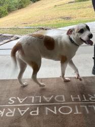 Found/Stray Unknown Dog last seen Carrollton Park apmts of North Dallas, Dallas, TX 75287