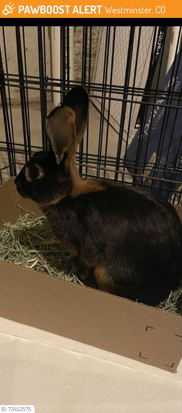 Found/Stray Unknown Rabbit last seen 70th and federal, Westminster, Westminster, CO 80030