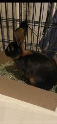 Found/Stray Unknown Rabbit last seen 70th and federal, Westminster, Westminster, CO 80030