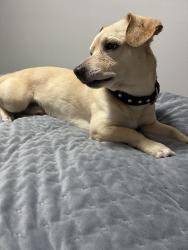 Found/Stray Male Dog last seen Munson and Mirick St. Denison, TX, Denison, TX 75020