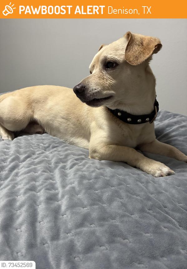 Found/Stray Male Dog last seen Munson and Mirick St. Denison, TX, Denison, TX 75020