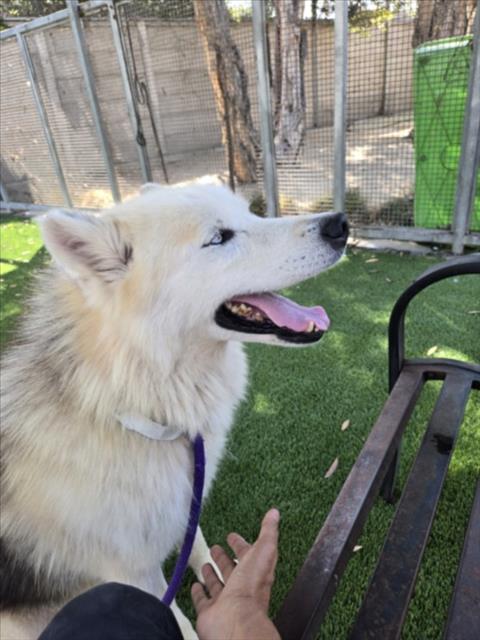 Shelter Stray Male Dog last seen , 1850 W 60th St, Los Angeles, CA 90047, USA