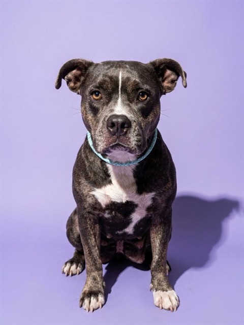 Shelter Stray Female Dog last seen Near BLOCK MURIEL ST, 2020 Forest St, Jacksonville, FL 32204, USA