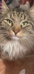 Lost Female Cat last seen 52nd and Avenue U, Lubbock, TX 79412