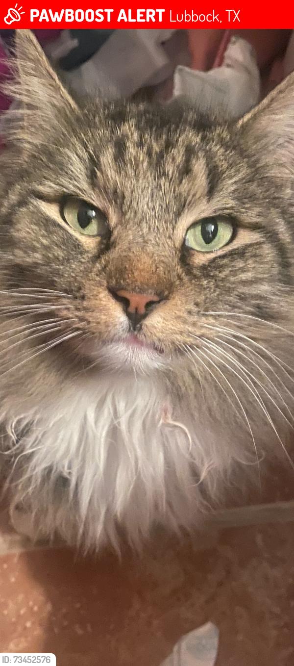 Lost Female Cat last seen 52nd and Avenue U, Lubbock, TX 79412