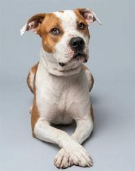 Shelter Stray Male Dog last seen Near BLOCK E DUVAL LAKE RD, 2020 Forest St, Jacksonville, FL 32204, USA
