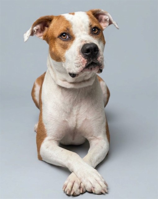 Shelter Stray Male Dog last seen Near BLOCK E DUVAL LAKE RD, 2020 Forest St, Jacksonville, FL 32204, USA