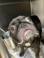 Shelter Stray Male Dog last seen HOOVER DR, 31078 LA-36, Lacombe, LA 70445, USA