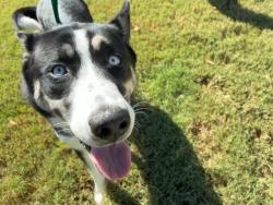 Shelter Stray Female Dog last seen MAGGIO RANCH APARTMENT AND COMMONWEALTH AVE, 2500 S 27th Ave, Phoenix, AZ 85009, USA