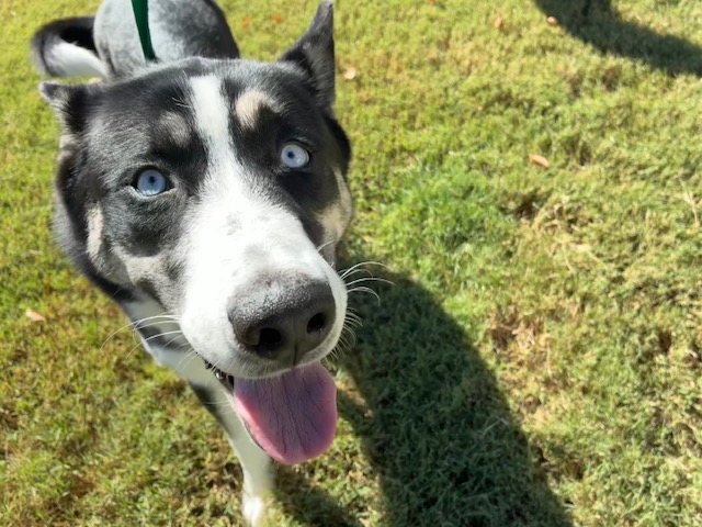 Shelter Stray Female Dog last seen MAGGIO RANCH APARTMENT AND COMMONWEALTH AVE, 2500 S 27th Ave, Phoenix, AZ 85009, USA