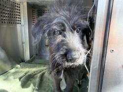 Shelter Stray Male Dog last seen N 75TH AVE AND W GLENDALE AVE, 2500 S 27th Ave, Phoenix, AZ 85009, USA