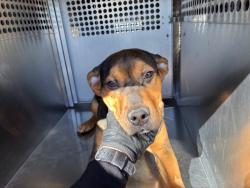 Shelter Stray Male Dog last seen US HWY 60 AND ROCKING HORSE LN, 2500 S 27th Ave, Phoenix, AZ 85009, USA