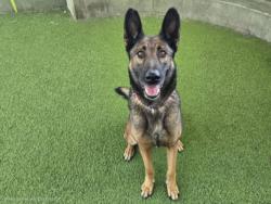 Shelter Stray Female Dog last seen , 14409 Vanowen St, Van Nuys, CA 91405, USA
