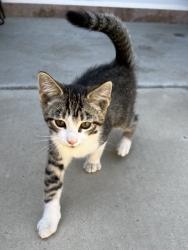 Found/Stray Male Cat last seen Polo Community Park, Bakersfield, CA 93312