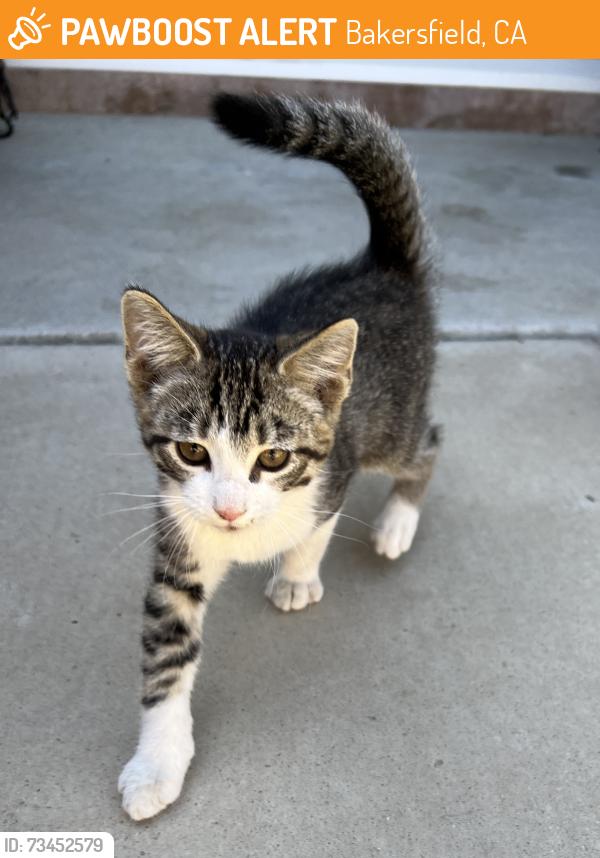 Found/Stray Male Cat last seen Polo Community Park, Bakersfield, CA 93312