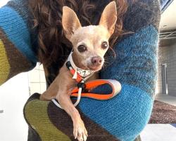 Shelter Stray Female Dog last seen W GUADALUPE RD AND N COOPER RD, 1920 S Lewis, Mesa, AZ 85210, USA