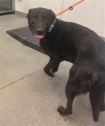 Shelter Stray Male Dog last seen 24TH AVE AND DUNLAP, 1920 S Lewis, Mesa, AZ 85210, USA