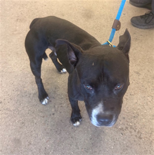 Shelter Stray Male Dog last seen 13TH AVE AND HATCHER, 1920 S Lewis, Mesa, AZ 85210, USA