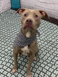 Shelter Stray Male Dog last seen Near BLOCK LAMPHERE ST, DETROIT MI 48219, 1431 E Ferry St, Detroit, MI 48211, USA