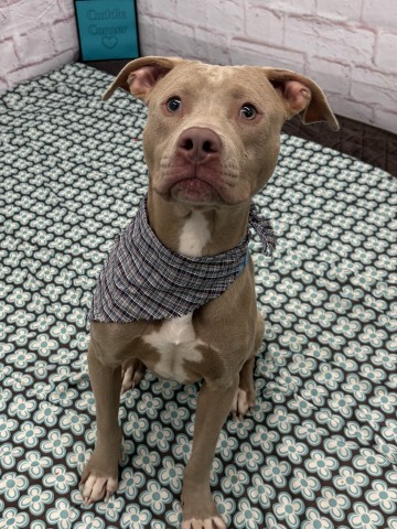 Shelter Stray Male Dog last seen Near BLOCK LAMPHERE ST, DETROIT MI 48219, 1431 E Ferry St, Detroit, MI 48211, USA