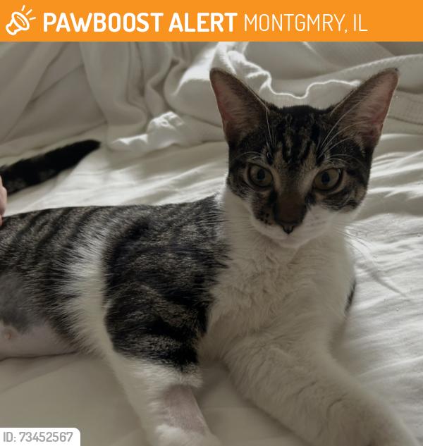 Found/Stray Female Cat last seen Simpson Pkwy & Gordon Road, MONTGMRY, IL 60538