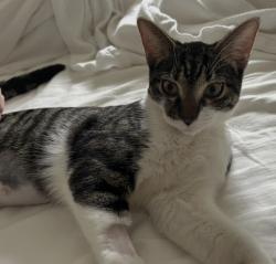 Found/Stray Female Cat last seen Simpson Pkwy & Gordon Road, MONTGMRY, IL 60538