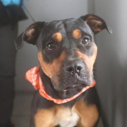 Shelter Stray Male Dog last seen DAY ST, 4710 TX-151, San Antonio, TX 78227, USA