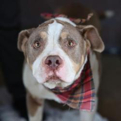 Shelter Stray Male Dog last seen ROY LANE, 4710 TX-151, San Antonio, TX 78227, USA