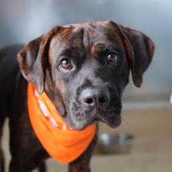 Shelter Stray Male Dog last seen PASADENA, 4710 TX-151, San Antonio, TX 78227, USA