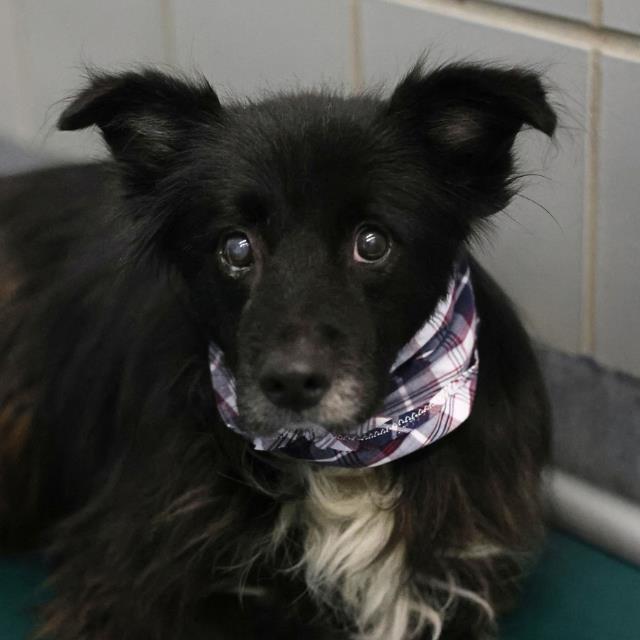 Shelter Stray Male Dog last seen Near BLOCK PENNYSTONE, 4710 TX-151, San Antonio, TX 78227, USA