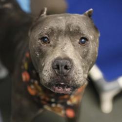Shelter Stray Male Dog last seen Near BLOCK PRESTWICK, 4710 TX-151, San Antonio, TX 78227, USA