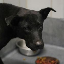 Shelter Stray Male Dog last seen Near BLOCK WINESAP, 4710 TX-151, San Antonio, TX 78227, USA