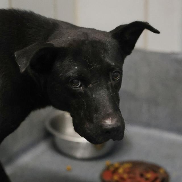 Shelter Stray Male Dog last seen Near BLOCK WINESAP, 4710 TX-151, San Antonio, TX 78227, USA