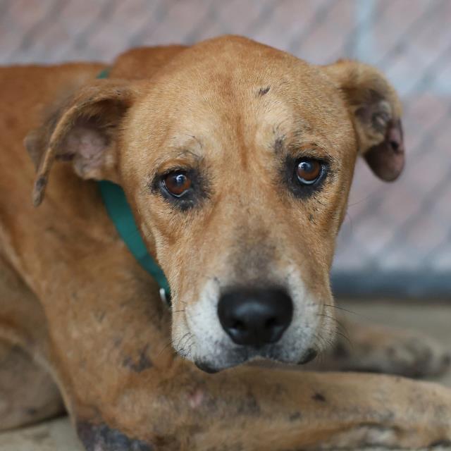 Shelter Stray Male Dog last seen Near BLOCK RIGSBY, 4710 TX-151, San Antonio, TX 78227, USA