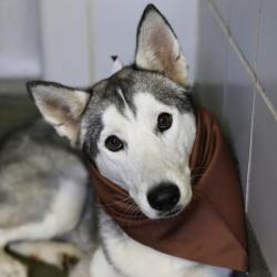 Shelter Stray Female Dog last seen Near BLOCK ESPADA RD, 4710 TX-151, San Antonio, TX 78227, USA
