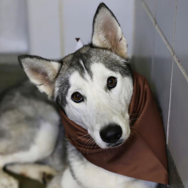 Shelter Stray Female Dog last seen Near BLOCK ESPADA RD, 4710 TX-151, San Antonio, TX 78227, USA