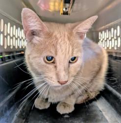 Shelter Stray Male Cat last seen CALIFORNIA BAKERSFIELD, 201 S Mt Vernon Ave, Bakersfield, CA 93307, USA