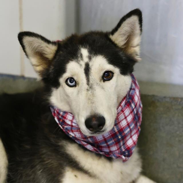 Shelter Stray Female Dog last seen Near BLOCK ESPADA RD, 4710 TX-151, San Antonio, TX 78227, USA