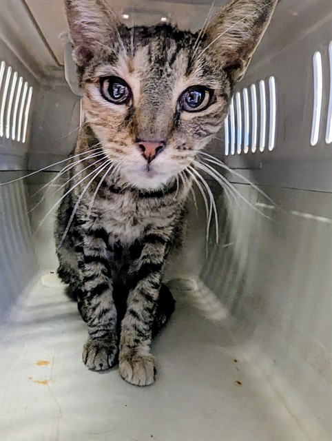 Shelter Stray Female Cat last seen CALIFORNIA BAKERSFIELD, 201 S Mt Vernon Ave, Bakersfield, CA 93307, USA