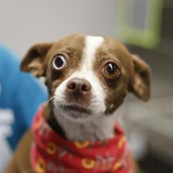 Shelter Stray Female Dog last seen Near BLOCK AMANDA, 4710 TX-151, San Antonio, TX 78227, USA