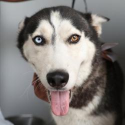 Shelter Stray Female Dog last seen Near BLOCK HOLLY BERRY, 4710 TX-151, San Antonio, TX 78227, USA