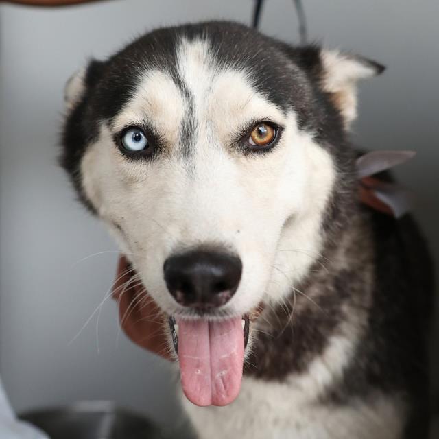 Shelter Stray Female Dog last seen Near BLOCK HOLLY BERRY, 4710 TX-151, San Antonio, TX 78227, USA