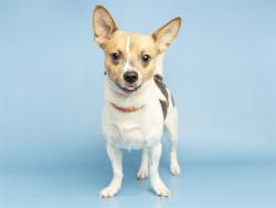 Shelter Stray Male Dog last seen 6TH ST BETWEEN HATCHER AND MISSION LN, 5501 E Van Buren St, Phoenix, AZ 85008, USA