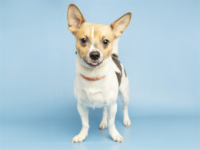 Shelter Stray Male Dog last seen 6TH ST BETWEEN HATCHER AND MISSION LN, 5501 E Van Buren St, Phoenix, AZ 85008, USA