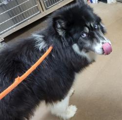 Shelter Stray Male Dog last seen WALKING IN STREET OUTSIDE SM CAMPUS, 5501 E Van Buren St, Phoenix, AZ 85008, USA